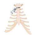 3B Scientific Sternum with rib cartilage - w/ 3B Smart Anatomy 1000136